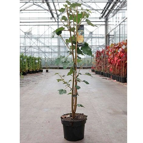 Fremontodendron Californicum 2 Fremontodendron Californicum - Image 2