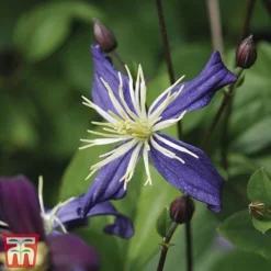 Clematis All Season Climbing Collection -Fresh Sprout 48