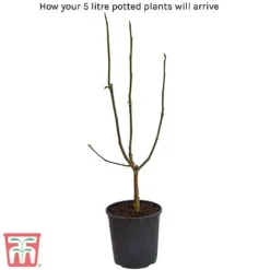 Magnolia 'George Henry Kern' 5 Magnolia 'George Henry Kern' -Fresh Sprout 5litre potted plant