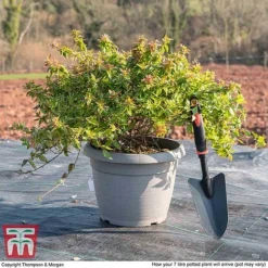 Abelia X Grandiflora 'Kaleidoscope' 11 Abelia X Grandiflora 'Kaleidoscope' -Fresh Sprout ABEL T45379 L