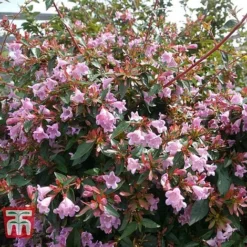 Abelia 'Edward Goucher'
