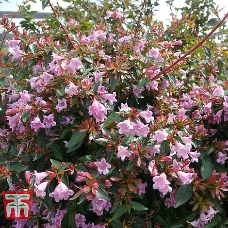 Abelia 'Edward Goucher' 1 Abelia 'Edward Goucher'