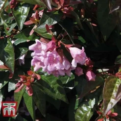 Fresh Sprout -Fresh Sprout ABEL T66045 B