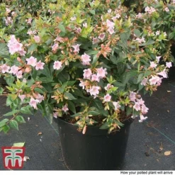 Abelia 'Edward Goucher' 7 Abelia 'Edward Goucher' -Fresh Sprout ABEL T66045 P