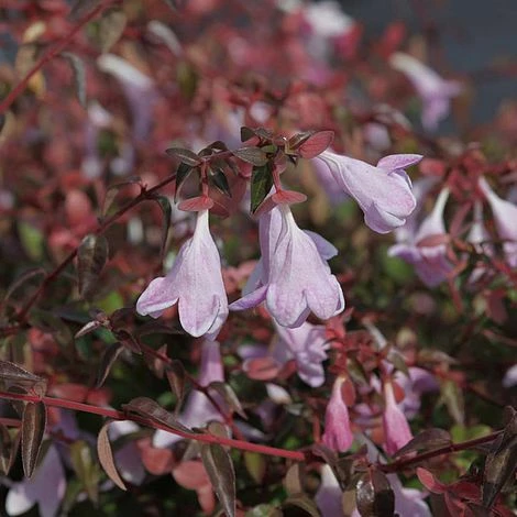 Abelia 'Pinky Bells' 1 Abelia 'Pinky Bells'