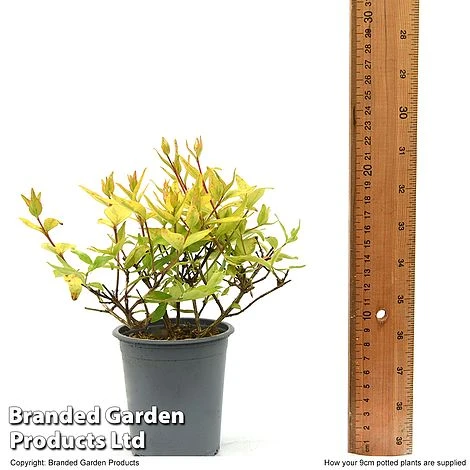 Abelia X Grandiflora 'Kaleidoscope' 7 Abelia X Grandiflora 'Kaleidoscope' - Image 7