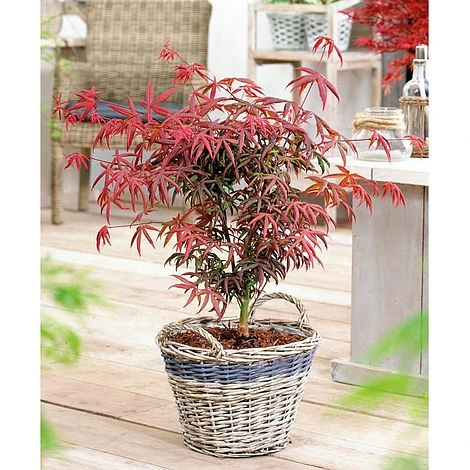 Acer Palmatum 'Starfish' 2 Acer Palmatum 'Starfish' - Image 2