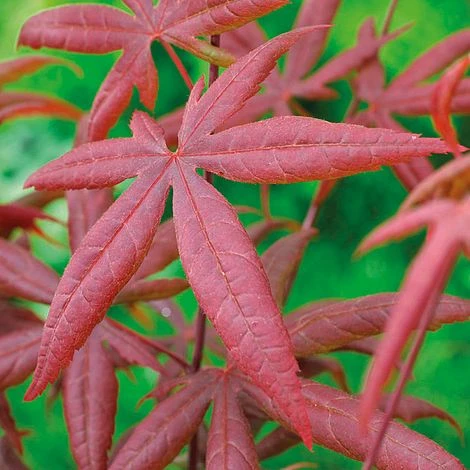 Acer Palmatum 'Starfish' 1 Acer Palmatum 'Starfish'