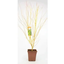 Acer Palmatum 'Bi Hoo' -Fresh Sprout ACER T72070 A1