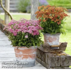 Achillea Millefolium 'Colorado' Mixed