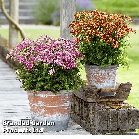 Achillea Millefolium 'Colorado' Mixed 1 Achillea Millefolium 'Colorado' Mixed