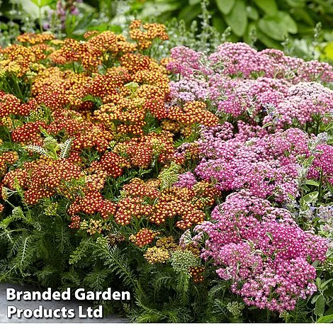 Achillea Millefolium 'Colorado' Mixed 2 Achillea Millefolium 'Colorado' Mixed - Image 2