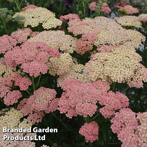 Achillea Millefolium 'Salmon Beauty' 1 Achillea Millefolium 'Salmon Beauty'
