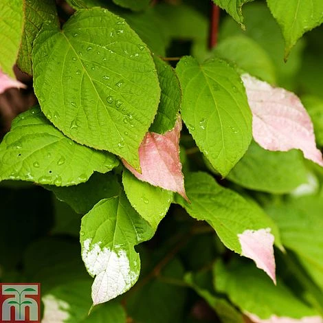 Actinidia 'Kolomikta' 1 Actinidia 'Kolomikta'