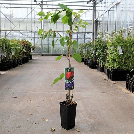 Kiwi 'Ken's Red' 2 Kiwi 'Ken's Red' - Image 2