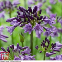 Agapanthus 'Poppin' Purple'