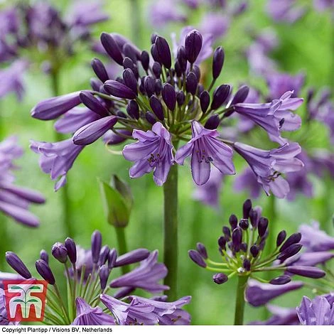 Agapanthus 'Poppin' Purple' 1 Agapanthus 'Poppin' Purple'