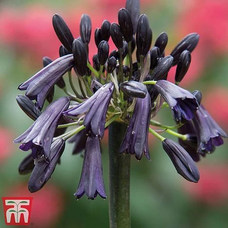 Agapanthus 'Black Magic' 1 Agapanthus 'Black Magic'