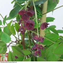 Akebia Quinata 7 Akebia Quinata -Fresh Sprout AKEB T80255 A