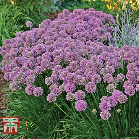 Allium 'Millenium' 2 Allium 'Millenium' - Image 2