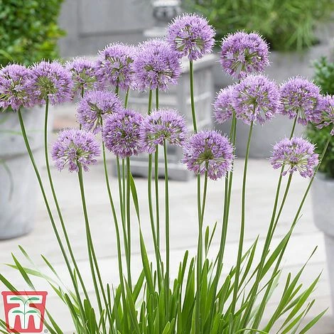 Allium 'Millenium' 5 Allium 'Millenium' - Image 5