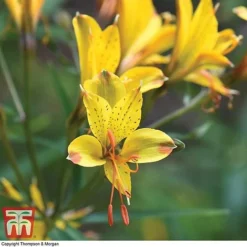 Alstroemeria 'Sweet Laura'