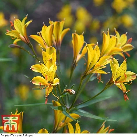 Alstroemeria 'Sweet Laura' 2 Alstroemeria 'Sweet Laura' - Image 2
