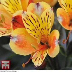 Alstroemeria Summer Trio -Fresh Sprout ALST KA9293 D1