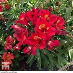 Alstroemeria Summer Trio -Fresh Sprout ALST ka9293 C2