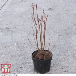 Amelanchier Alnifolia 'Obelisk' 5 Amelanchier Alnifolia 'Obelisk' -Fresh Sprout AMEL 67856 A