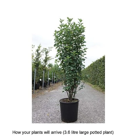 Amelanchier Alnifolia 'Obelisk' 2 Amelanchier Alnifolia 'Obelisk' - Image 2