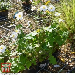 Anemone X Hybrida 'Honorine Jobert' -Fresh Sprout ANEM 58296 A1