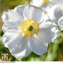 Anemone X Hybrida 'Honorine Jobert' -Fresh Sprout ANEM 58296 A3