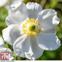 Anemone X Hybrida 'Honorine Jobert' -Fresh Sprout ANEM 58296 A5