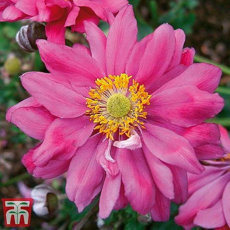 Anemone Hupehensis Var. Japonica 'Prinz Heinrich' 1 Anemone Hupehensis Var. Japonica 'Prinz Heinrich'