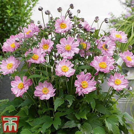 Anemone Hupehensis 'Pocahontas' (Fantasy Series) 1 Anemone Hupehensis 'Pocahontas' (Fantasy Series)