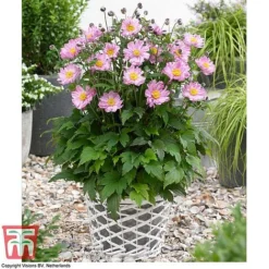 Anemone Hupehensis 'Pocahontas' (Fantasy Series) 5 Anemone Hupehensis 'Pocahontas' (Fantasy Series) -Fresh Sprout ANEM FANPOC3