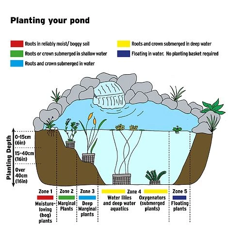 Mentha Pulegium (Marginal Aquatic) 2 Mentha Pulegium (Marginal Aquatic) - Image 2