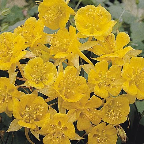 Aquilegia Chrysantha 'Yellow Star' 1 Aquilegia Chrysantha 'Yellow Star'