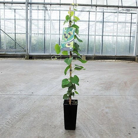 Aristolochia Durior 2 Aristolochia Durior - Image 2