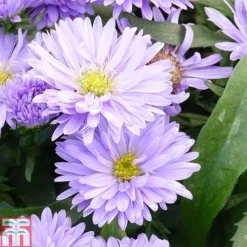 Aster Novi-belgii 'Norman's Jubilee'