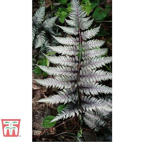 Athyrium Niponicum Var. Pictum 'Burgundy Lace' 2 Athyrium Niponicum Var. Pictum 'Burgundy Lace' - Image 2