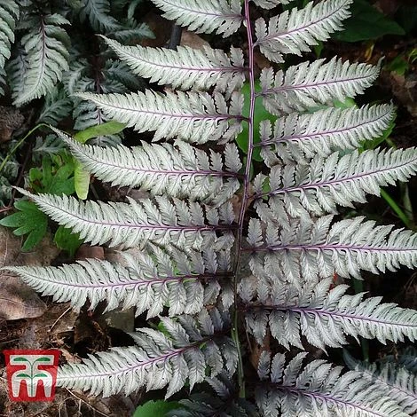 Athyrium Niponicum Var. Pictum 'Burgundy Lace' 1 Athyrium Niponicum Var. Pictum 'Burgundy Lace'