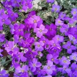 Aubrieta 'Dr. Mules Variegata' -Fresh Sprout AUBR T58326 C