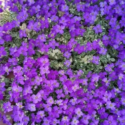 Aubrieta 'Dr. Mules Variegata' -Fresh Sprout AUBR T58326 D