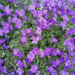 Aubrieta 'Dr. Mules Variegata' -Fresh Sprout AUBR T58326 E