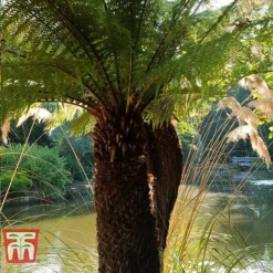 Australian Tree Fern 8 Australian Tree Fern -Fresh Sprout AUST T55574 C