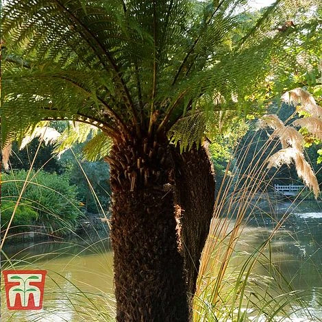 Australian Tree Fern 4 Australian Tree Fern - Image 4