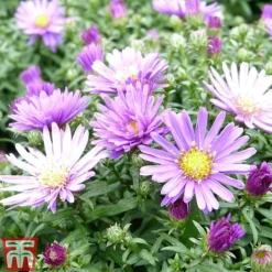 Aster Dumosus 'Samoa'