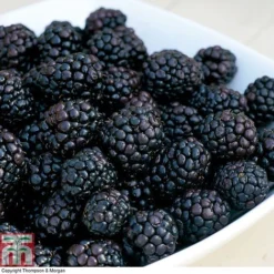 Blackberry 'Reuben'